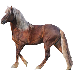 Russian Heavy Draft Horse