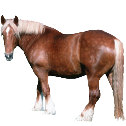 Schleswig Heavy Draft Horse