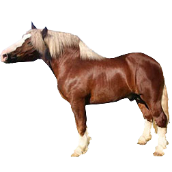 Sokolsky Draft Horse