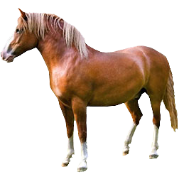 Soviet Heavy Draft Horse