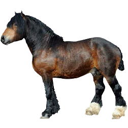 Swedish Ardennes Draft Horse