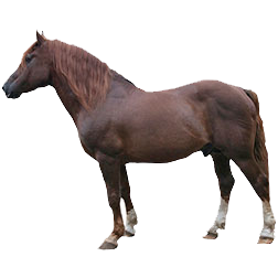 Toric Draft Horse