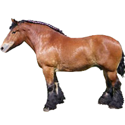 Trait du Nord Draft Horse