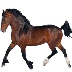 Vladmir Heavy Draft Horse