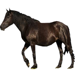 Merens Pony