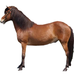 Aegidienberger Pony