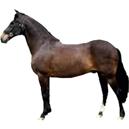 Albanian Pony