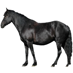 Ariegeois Pony