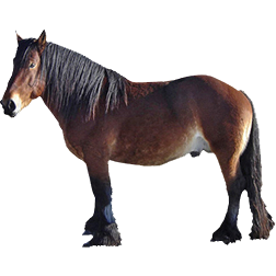 Asturcon Pony