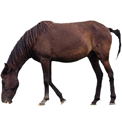 Asturian Pony
