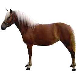 Avelignese Pony