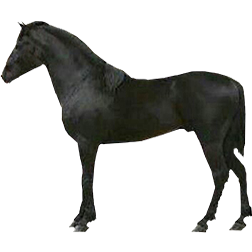 Balearic Pony