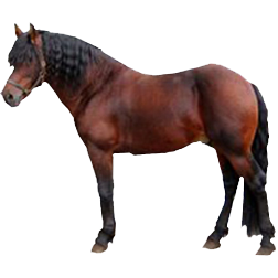 Bardigiano Pony