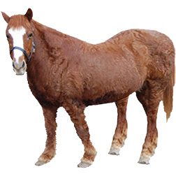 Bashkir Pony