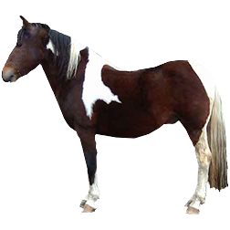 Basque Pony