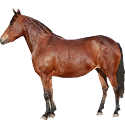Bosnian Pony