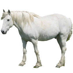 Camargue Pony