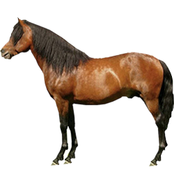 Carpathian Pony
