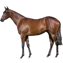 Cretan Pony