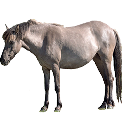 Dulmen Pony