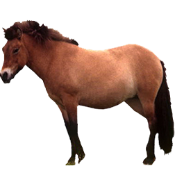 Faroe Pony