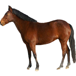 French Saddle Pony