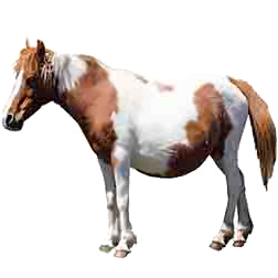 Galician Pony
