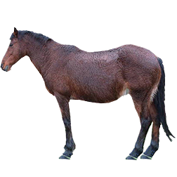 Garrano Pony