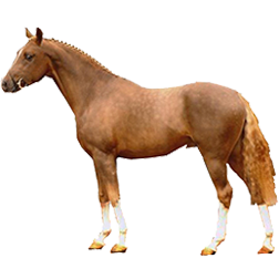 German Riding Pony