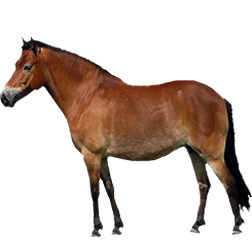 Gotland Pony
