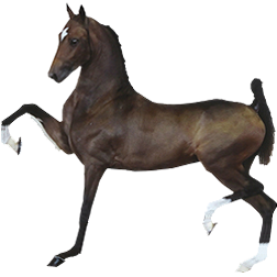 Hackney Pony