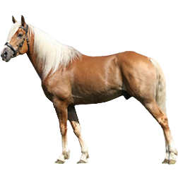 Haflinger Pony