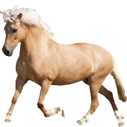 Icelandic Pony