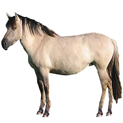 Konik Pony