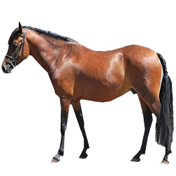Landais Pony