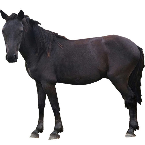Losino Pony