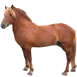 Lyngshest Pony