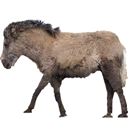 Manchurian Pony