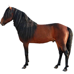Northlands Pony