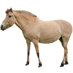 Norwegian Fjord Pony