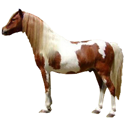 OB Pony