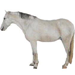 Peneia Pony