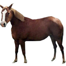 Pindos Pony