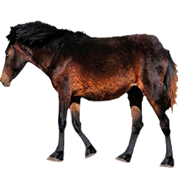 Sardinian Pony