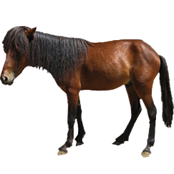 Sykros Pony