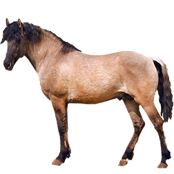 Viatka Pony