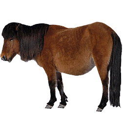 Yakut Pony