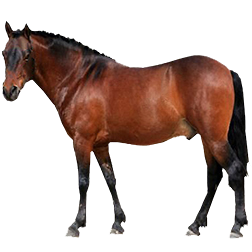 Zemaituka Pony
