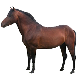Zhemaichu Pony