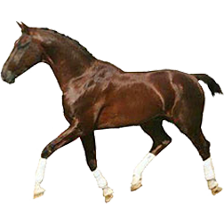 Austrian Warmblood
